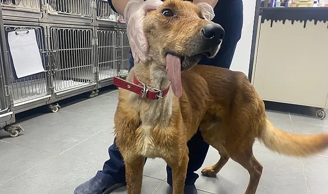 Alt çenesi alınan köpek ameliyatla hayata tutundu ...