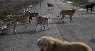 TBB Hayvan Hakları Komisyonu; 5199 sayılı kanunu yok sayan her türlü eylem ve söylemin karşısındayız!