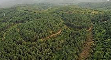 Samsun ve Zonguldak’ta Orman Alanları Sınır Dışına Çıkarıldı