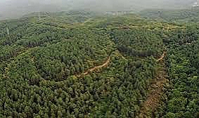 Samsun ve Zonguldak’ta Orman Alanları Sınır Dışına Çıkarıldı