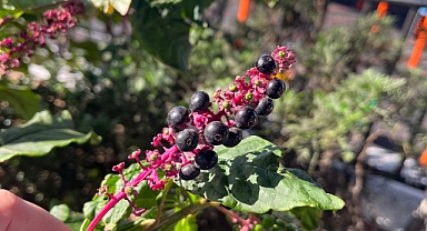 Zonguldak'ta Zehirli Bitki Paniği: Akademi Kafe Bahçesinde Yabani Mürekkep Otu Tehlikesi