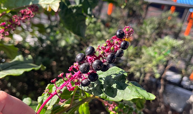 Zonguldak'ta Zehirli Bitki Paniği: Akademi Kafe Bahçesinde Yabani Mürekkep Otu Tehlikesi